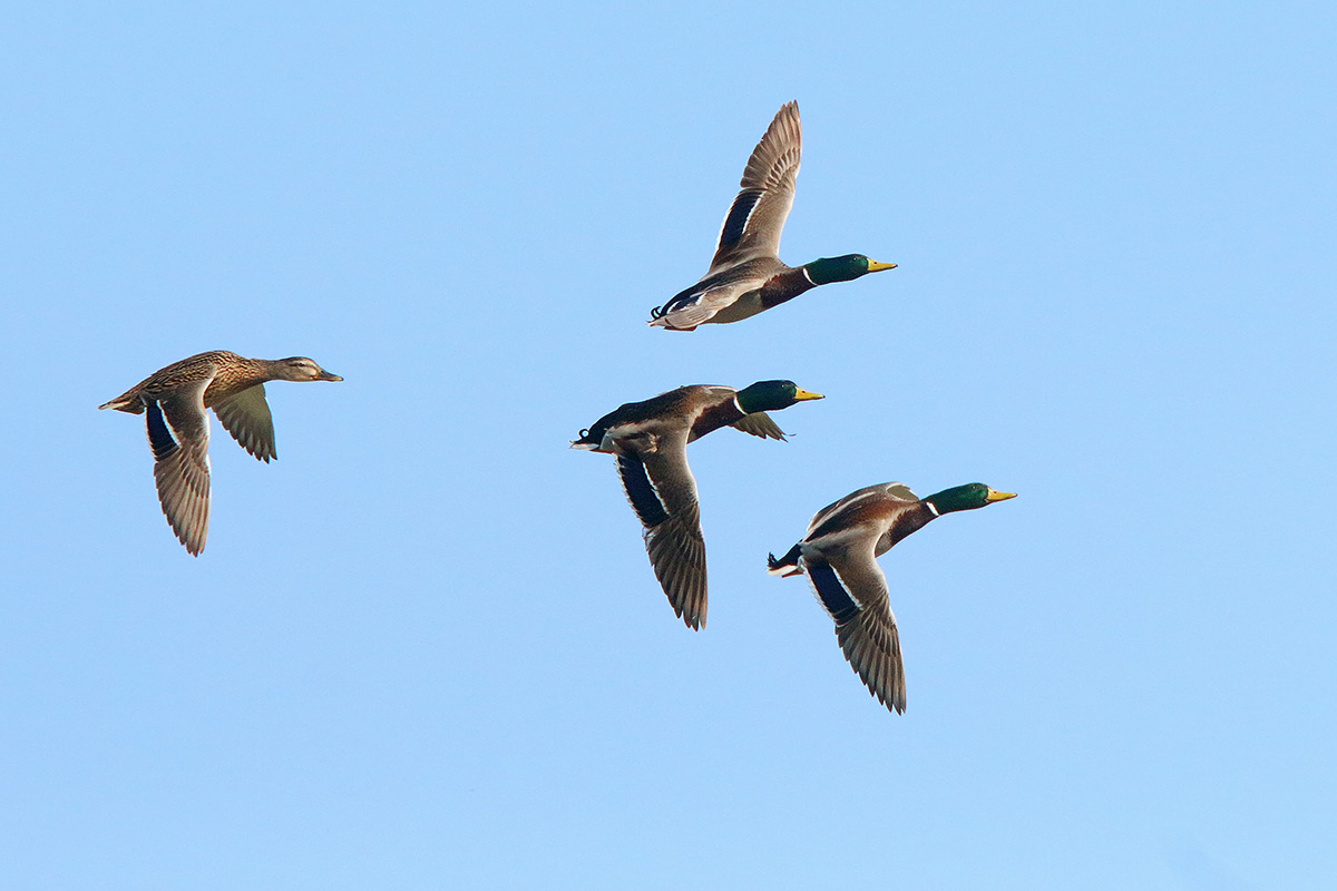 Ad ali spiegate, il sogno di Icaro.